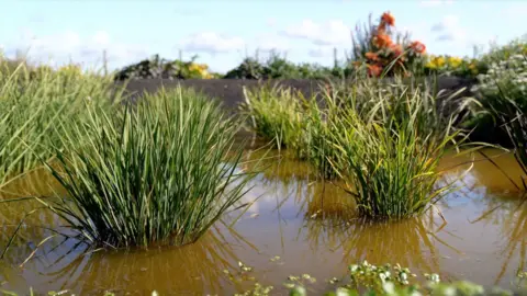 Gwyndaf Hughes/BBC Two green rice plants grow in muddy brown water, with the raised bank of the paddy field behind them.